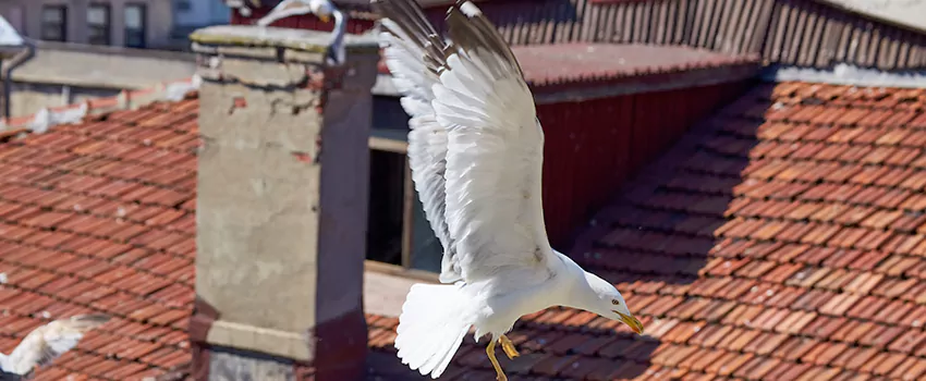 Residential Chimney Animal Removal Solution in Somerset, NJ