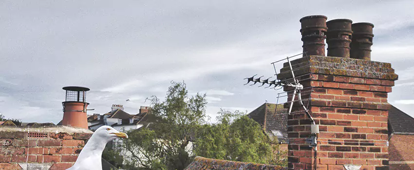 Chimney Cleaning And Restoration in Somerset, New Jersey